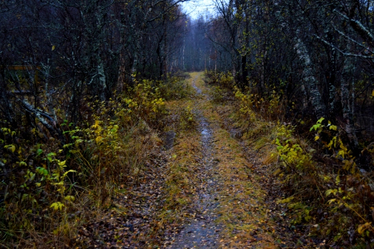 dark-forest-road.jpg